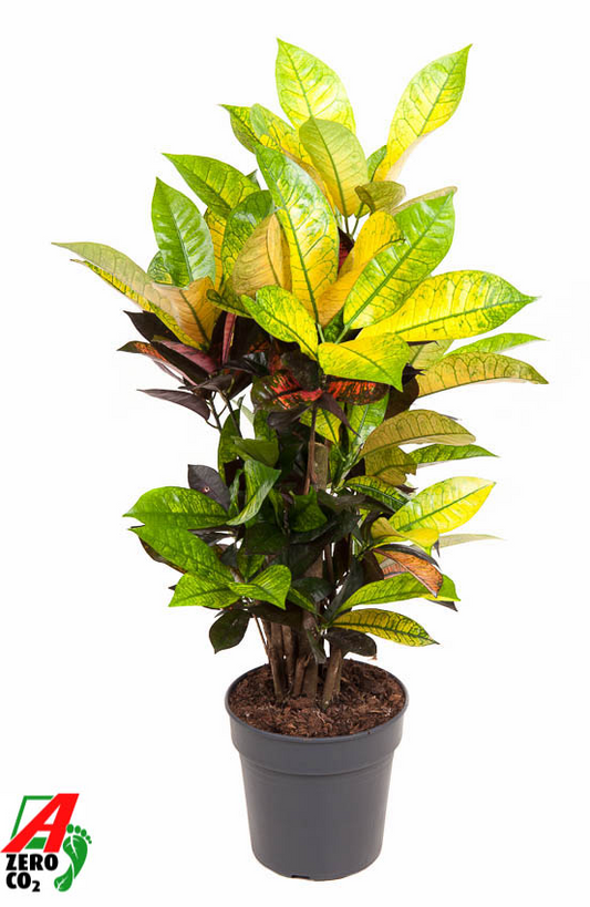 Planta naturala Branched H60cm Codiaeum variegatum 'Mrs. Iceton' PS19/ in pamant