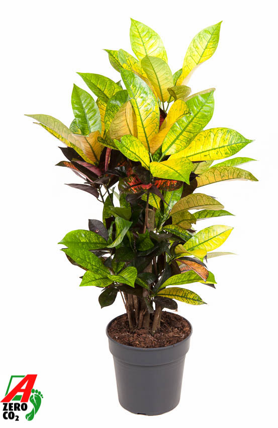 Planta naturala Branched H60cm Codiaeum variegatum 'Mrs. Iceton' PS19/ in pamant