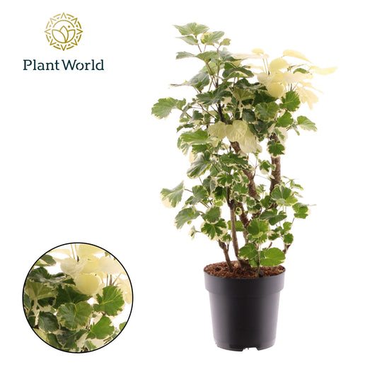 Planta naturala Branched H60cm Polyscias 'Balfouriana' PS17/ in pamant