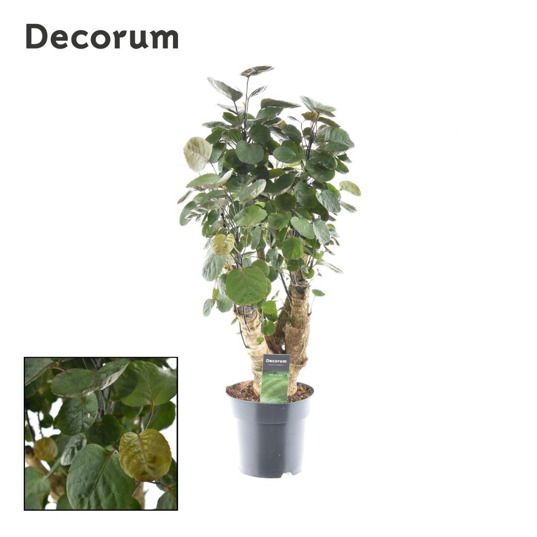 Planta naturala Branched H60cm Polyscias 'Fabian' PS17/ in pamant