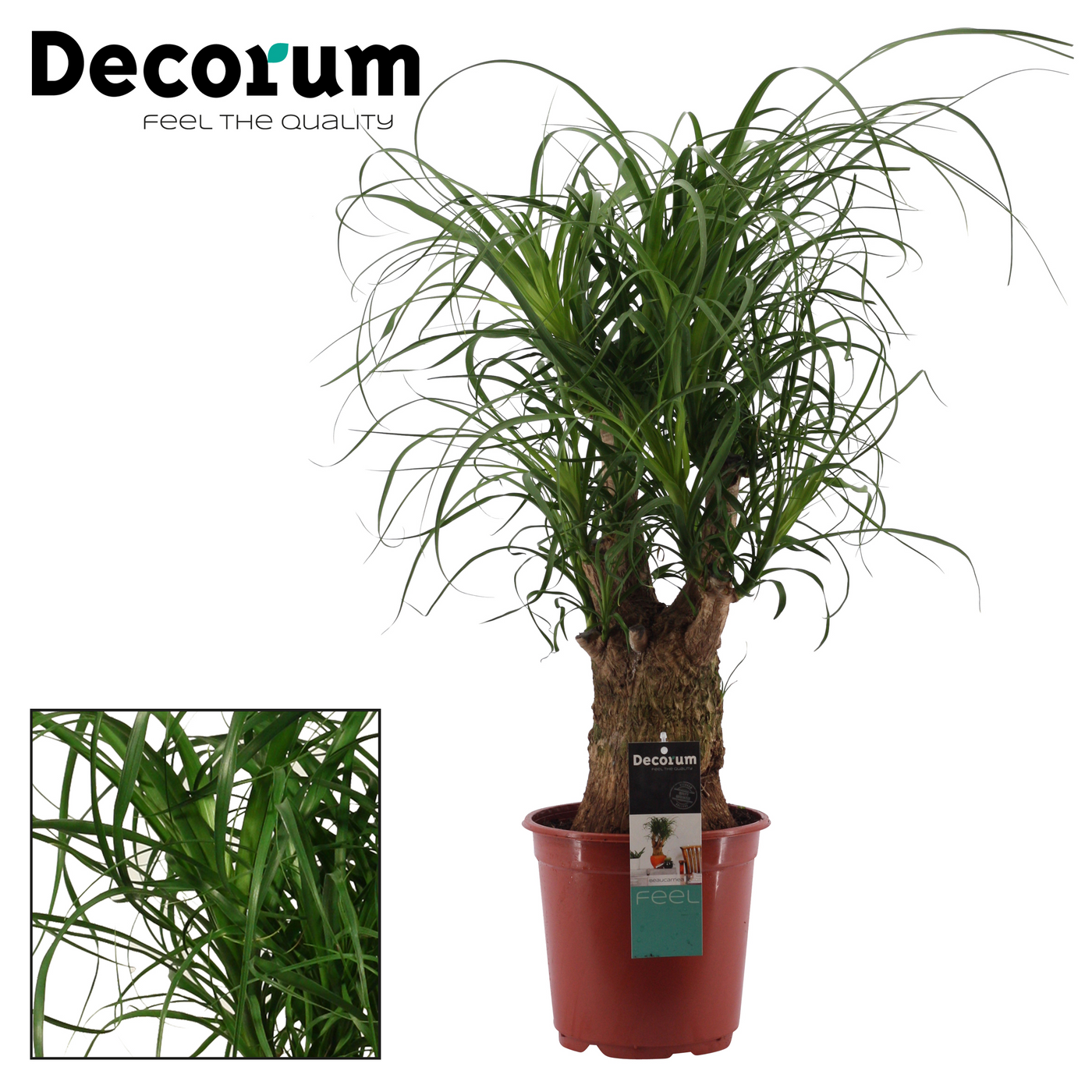 Planta naturala Branched H65cm Beaucarnea recurvata PS21/ in pamant