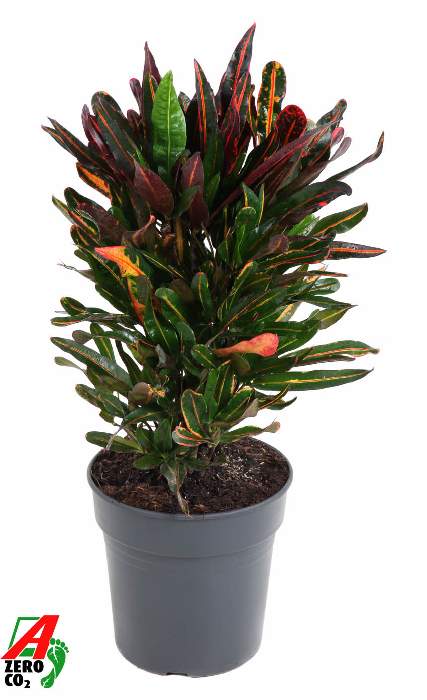 Planta naturala Branched H70cm Codiaeum variegatum 'Mammi' PS21/ in pamant