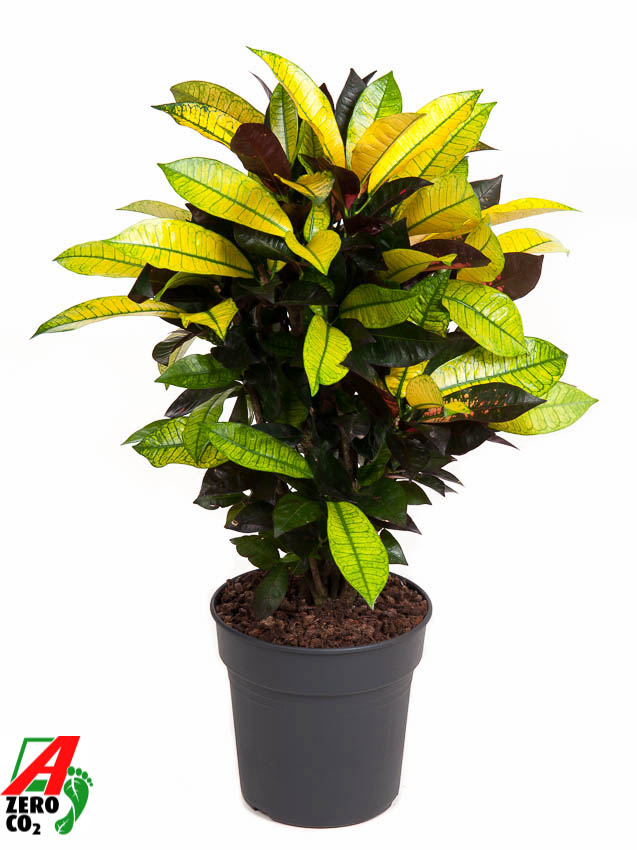 Planta naturala Branched H70cm Codiaeum variegatum 'Mrs. Iceton' PS21/ in pamant