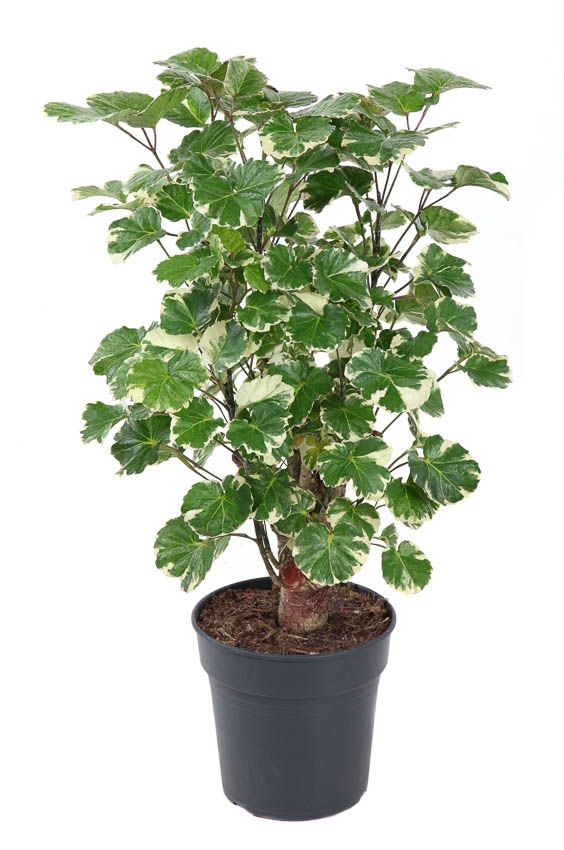 Planta naturala Branched H70cm Polyscias 'Balfouriana' PS19/ in pamant