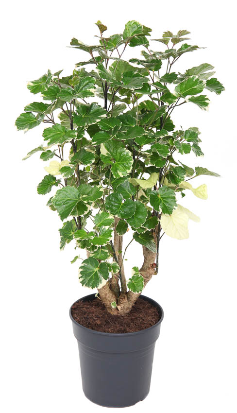Planta naturala Branched H70cm Polyscias 'Balfouriana' PS21/ in pamant