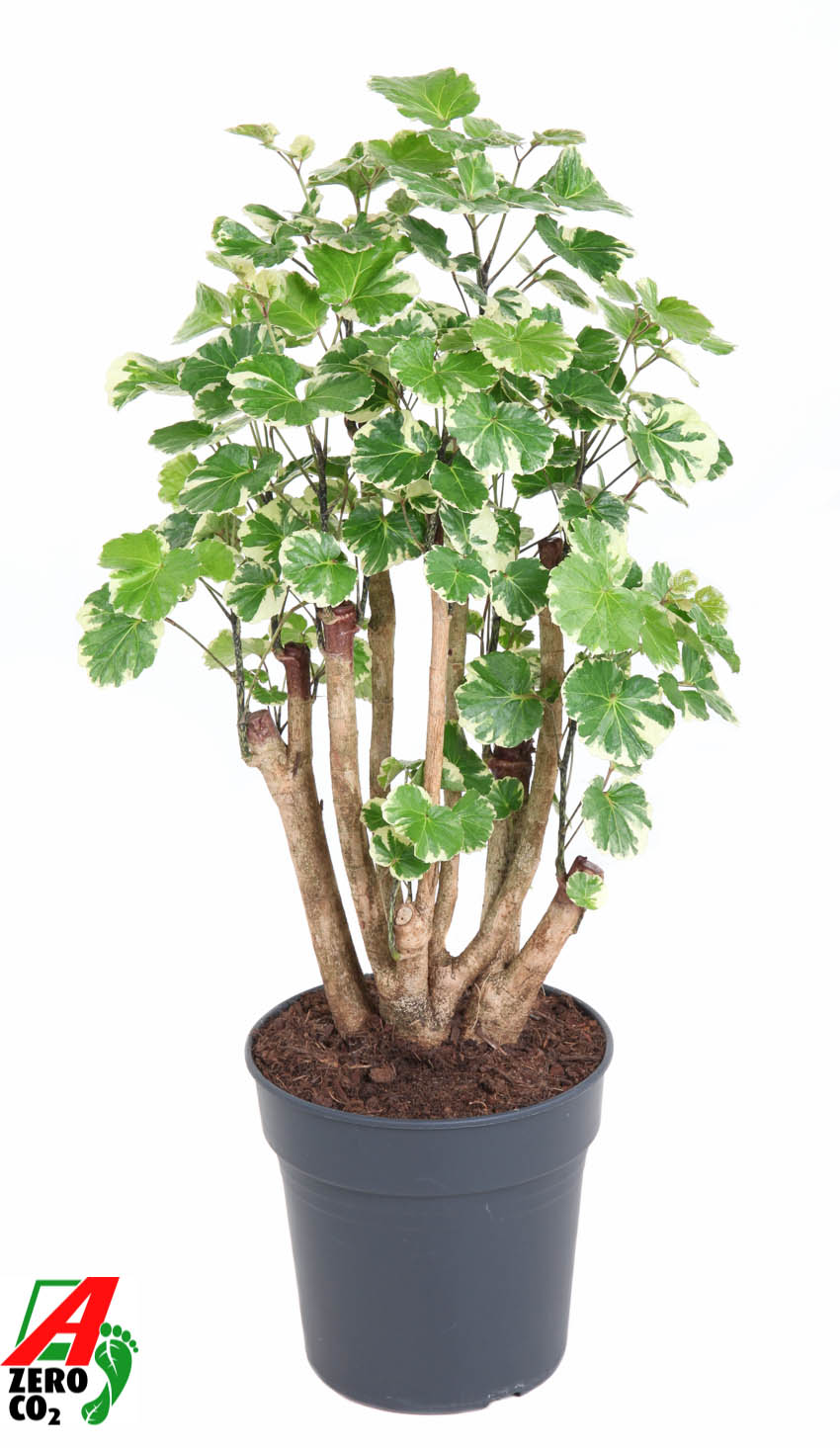 Planta naturala Branched H80cm Polyscias 'Balfouriana' PS24/ in pamant