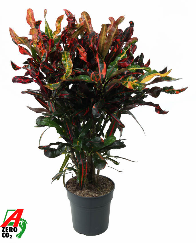 Planta naturala Branched H90cm Codiaeum variegatum 'Mammi' PS24/ in pamant