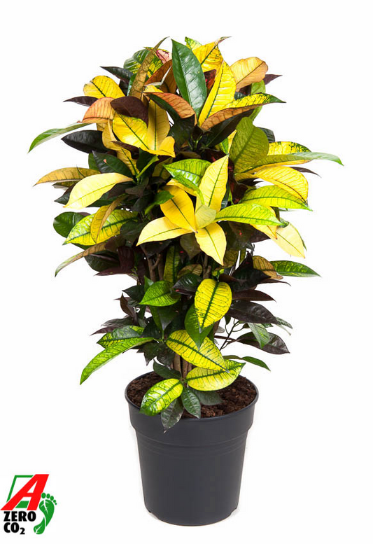 Planta naturala Branched H90cm Codiaeum variegatum 'Mrs. Iceton' PS24/ in pamant