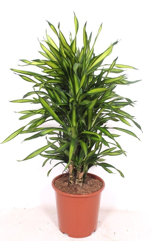 Planta naturala Branched multi H120cm Dracaena fragrans 'Riki' PS27/ in pamant