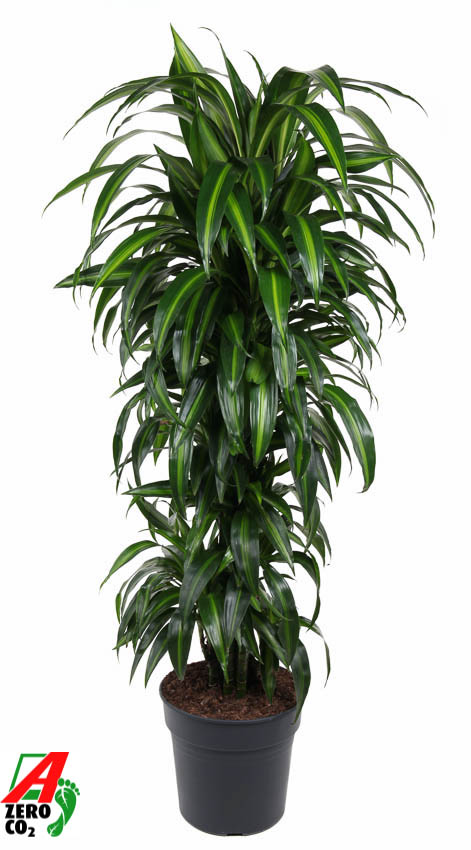 Planta naturala Branched-multi H140cm Dracaena fragrans 'Hawaiian Sunshine' PS31/ in pamant