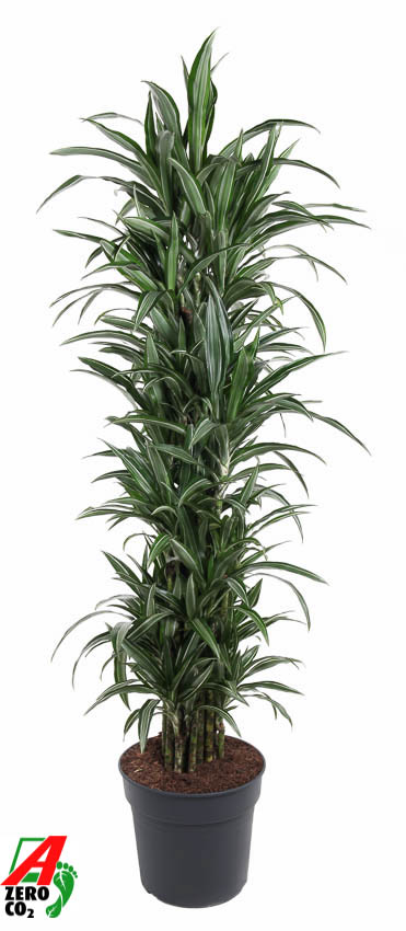 Planta naturala Branched-multi H170cm Dracaena fragrans 'Ulises' PS34/ in pamant