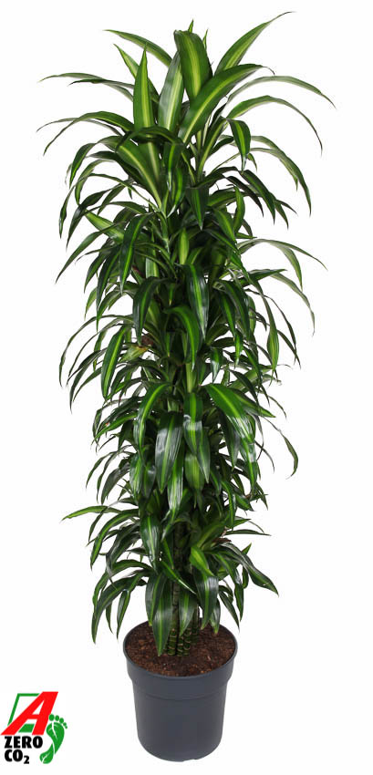 Planta naturala Branched-multi H180cm Dracaena fragrans 'Hawaiian Sunshine' PS34/ in pamant