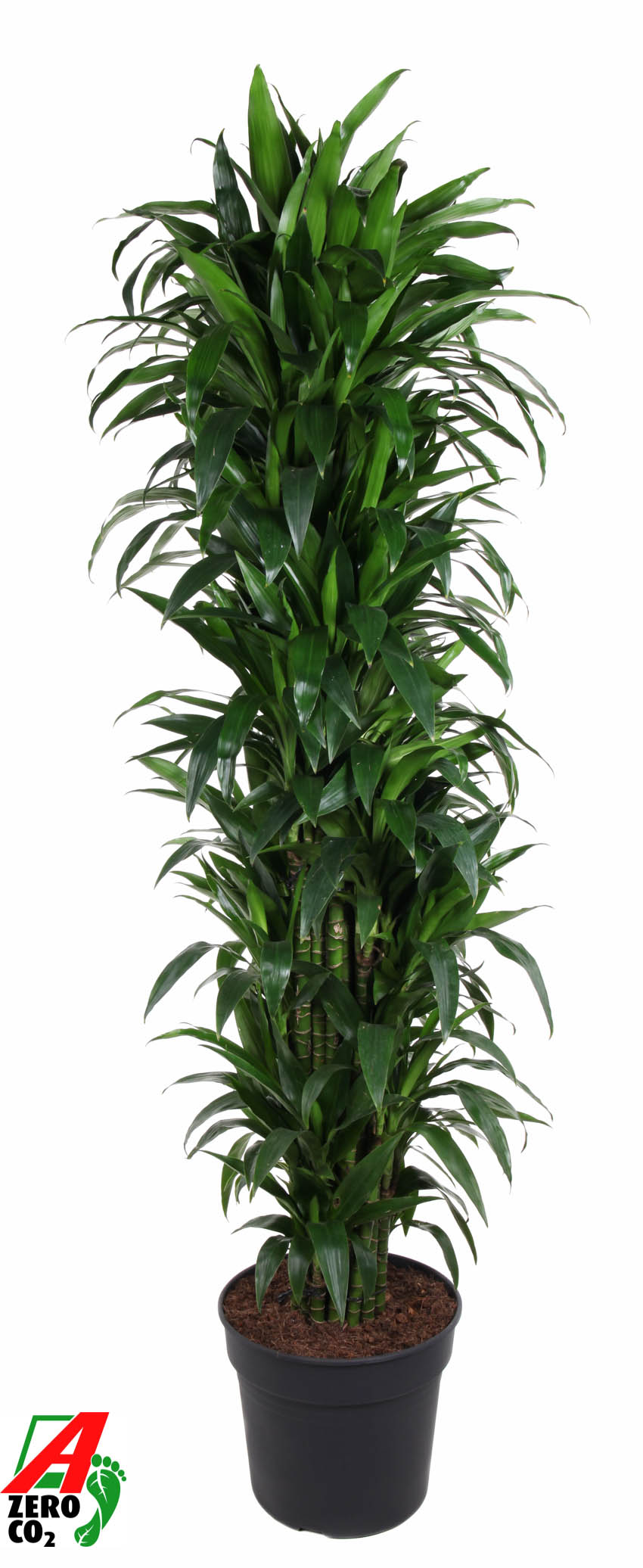 Planta naturala Branched-multi H220cm Dracaena fragrans 'Janet Craig' PS40/ in pamant