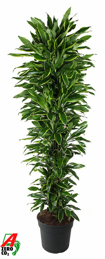 Planta naturala Branched-multi H230cm Dracaena fragrans 'Golden Coast' PS40/ in pamant