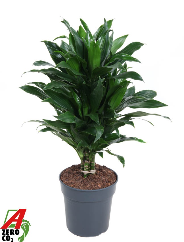 Planta naturala Branched-multi H70cm Dracaena fragrans 'Green Jewel' PS21/ in pamant