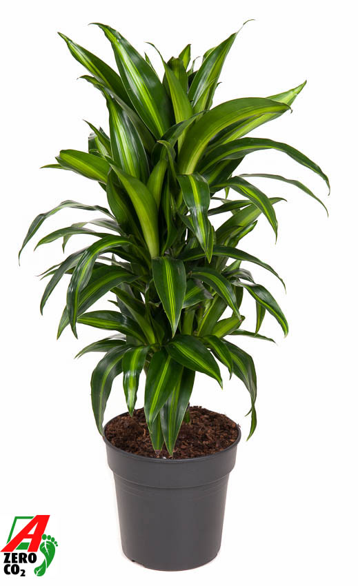 Planta naturala Branched-multi H90cm Dracaena fragrans 'Hawaiian Sunshine' PS21/ in pamant