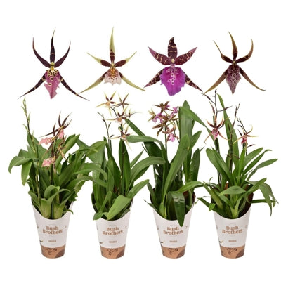 Planta naturala Brassia 'Summer Dream' H55 cm PS12 cm in pamant
