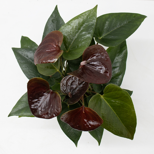 Planta naturala Brown H35cm Anthurium Essencia PS12/ in pamant