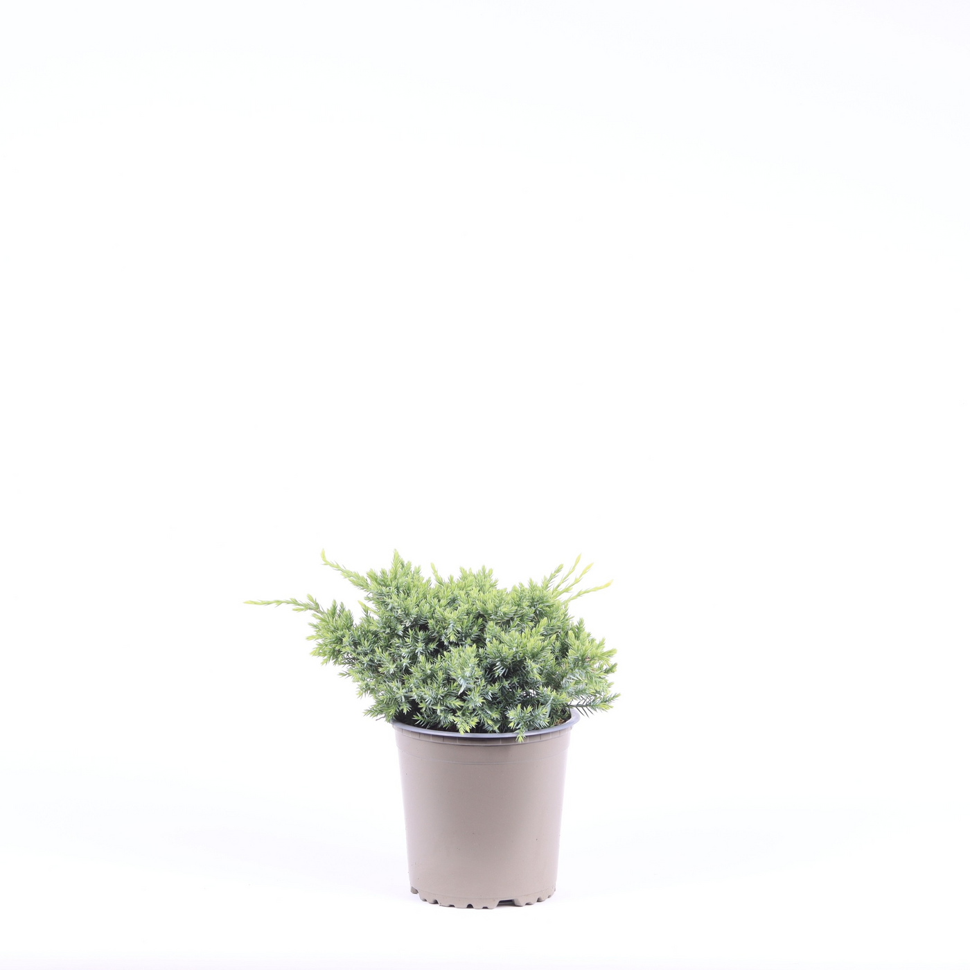 Planta naturala Busch H20cm Juniperus squamata 'Holger' PS13/ in pamant