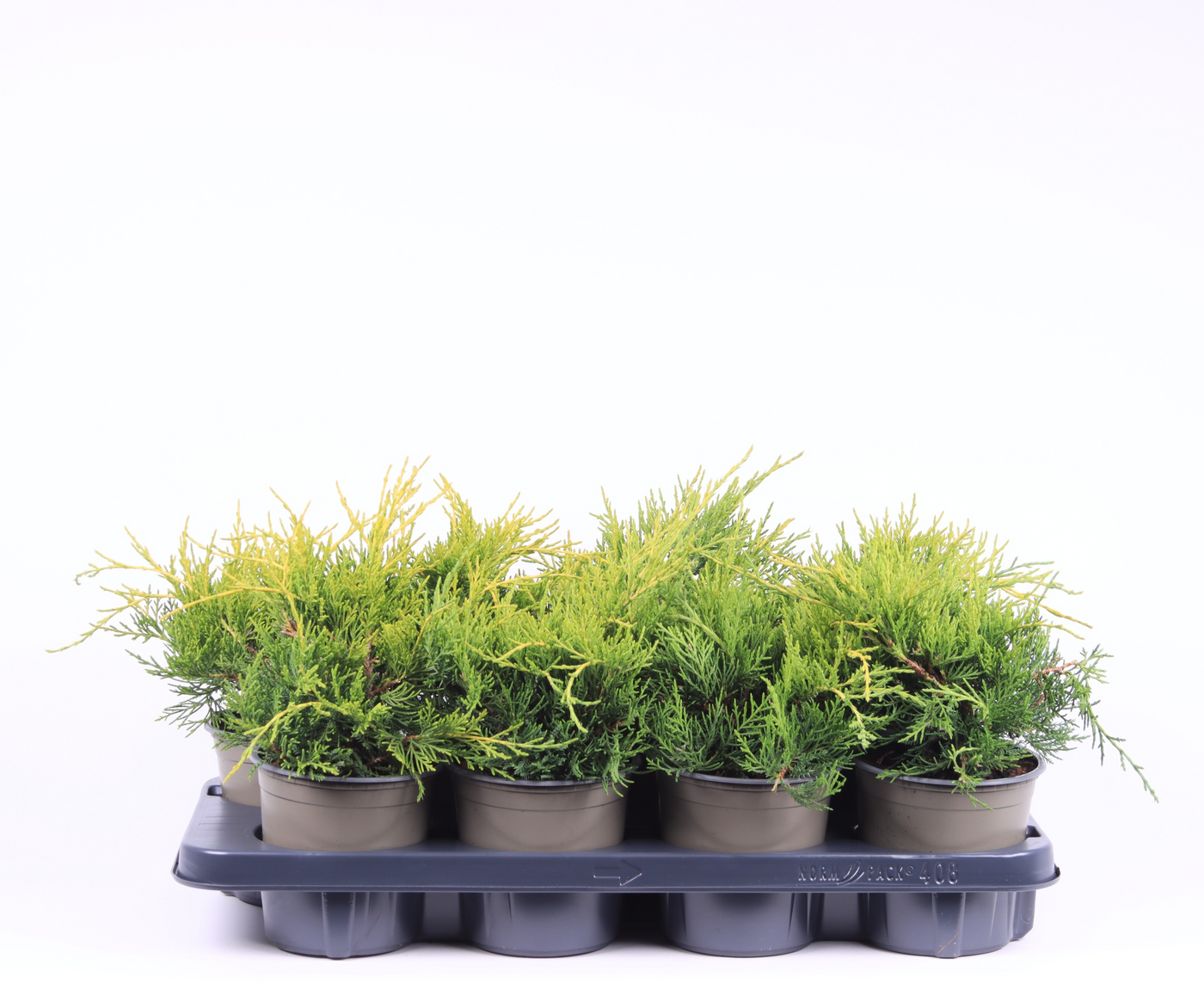Planta naturala Busch H20cm Juniperus x pfitzeriana 'Gold Coast' PS13/ in pamant