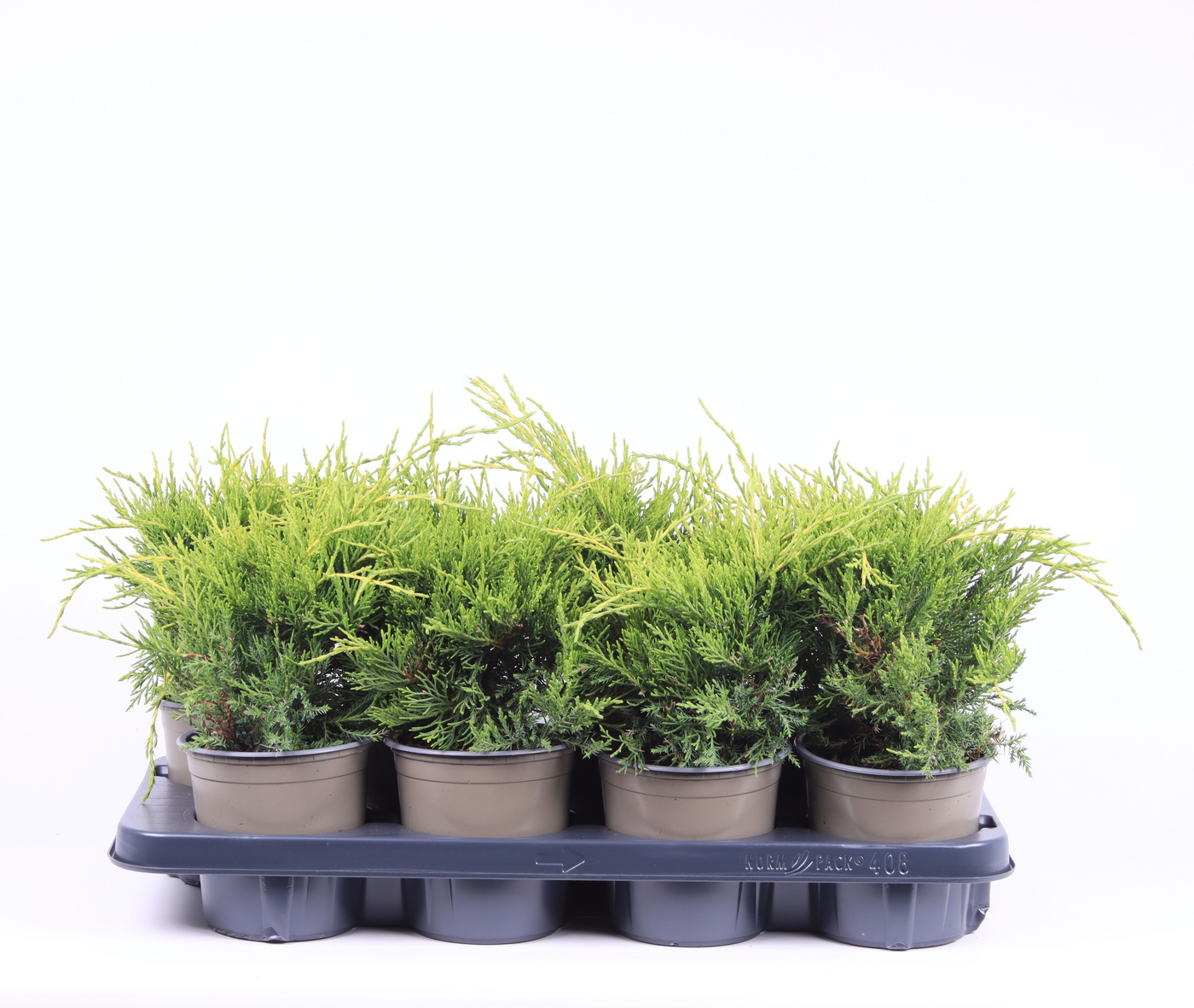 Planta naturala Busch H20cm Juniperus x pfitzeriana 'Old Gold' PS13/ in pamant