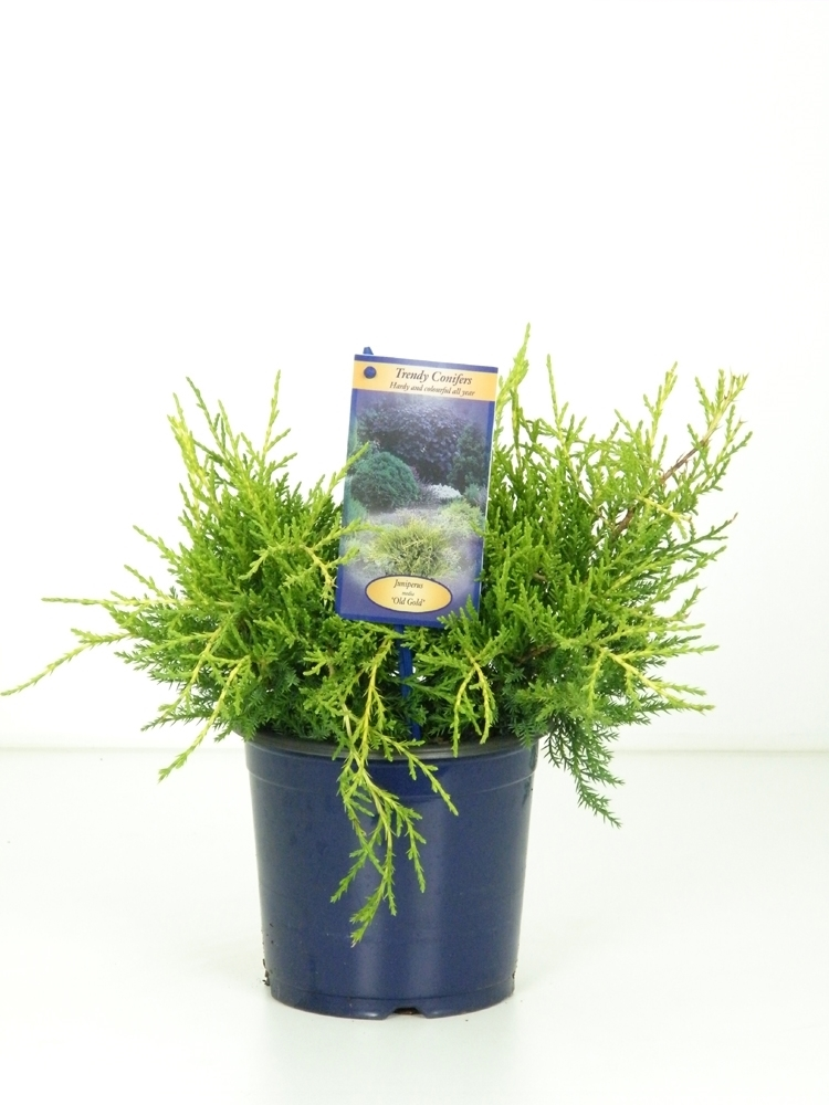Planta naturala Busch H25cm Juniperus x pfitzeriana 'Old Gold' PS15/ in pamant
