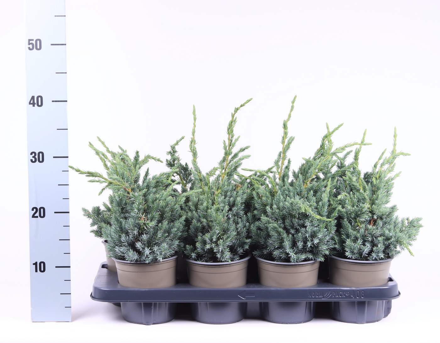 Planta naturala Busch H35cm Juniperus squamata 'Meyeri' PS13/ in pamant