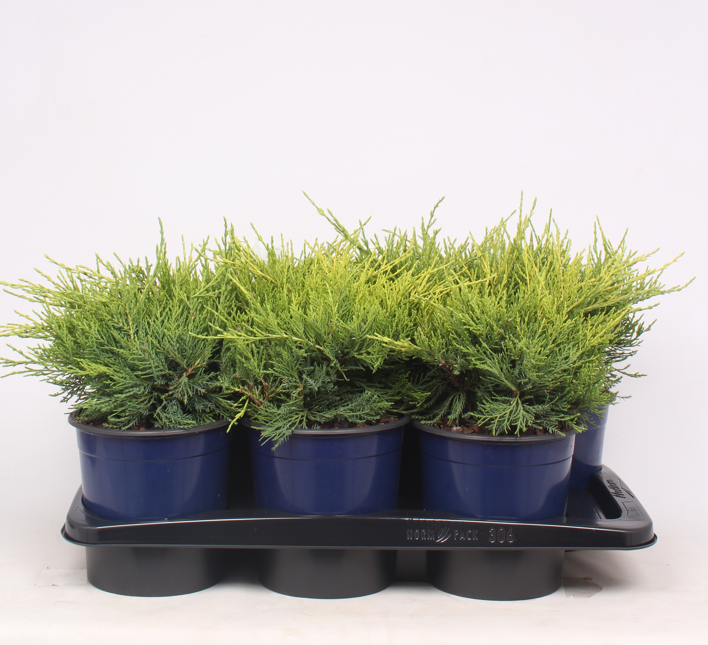Planta naturala Busch H35cm Juniperus x pfitzeriana 'Gold Coast' PS17/ in pamant