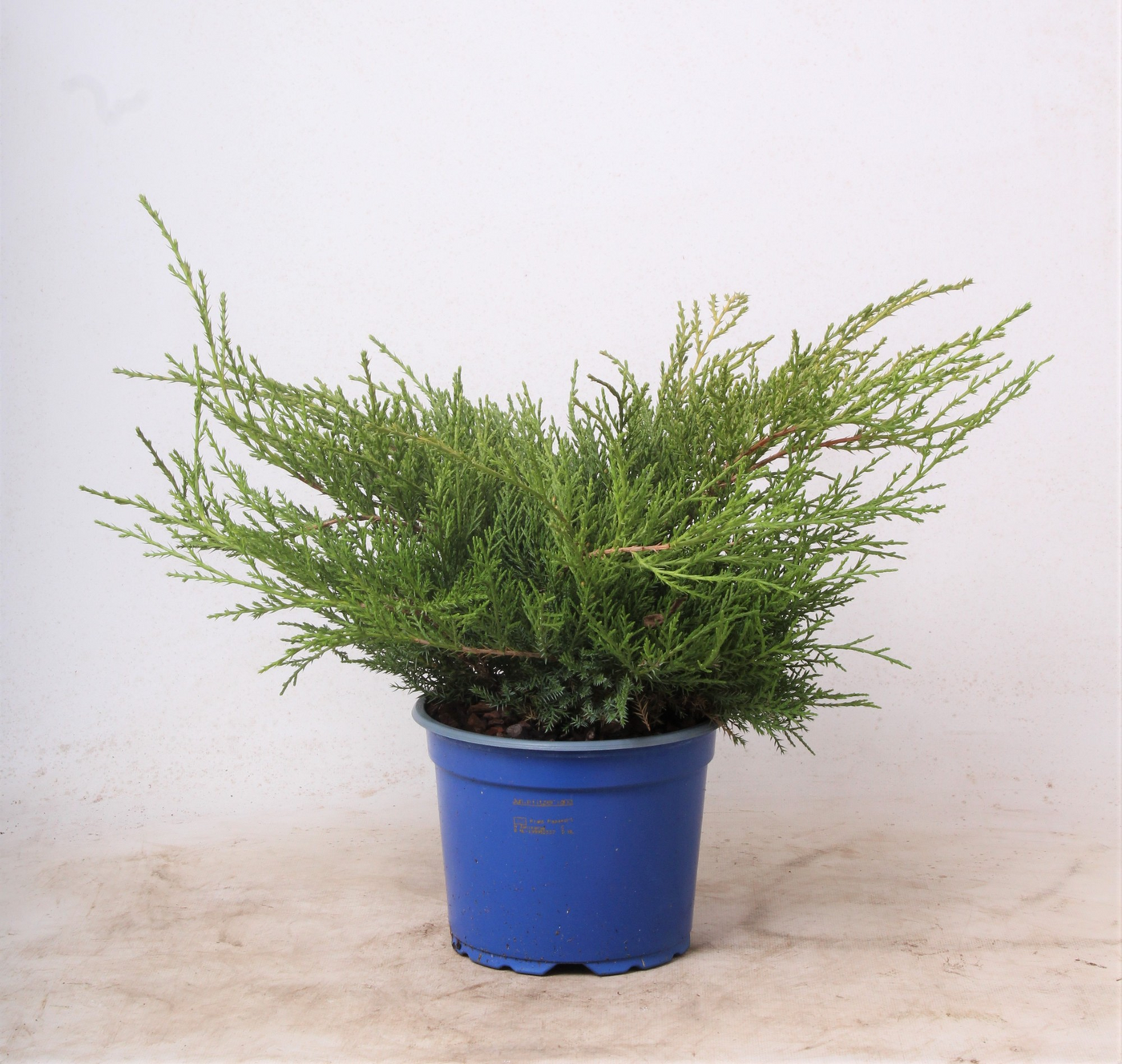 Planta naturala Busch H35cm Juniperus x pfitzeriana 'Old Gold' PS17/ in pamant