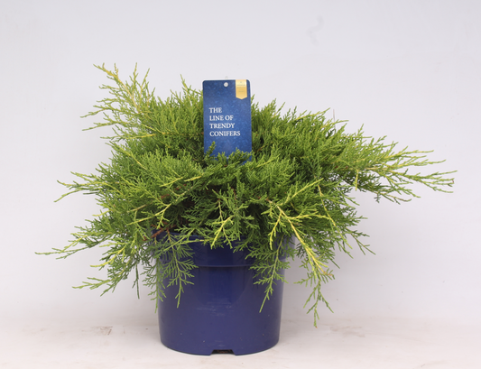 Planta naturala Busch H40cm Juniperus x pfitzeriana 'Old Gold' PS23/ in pamant