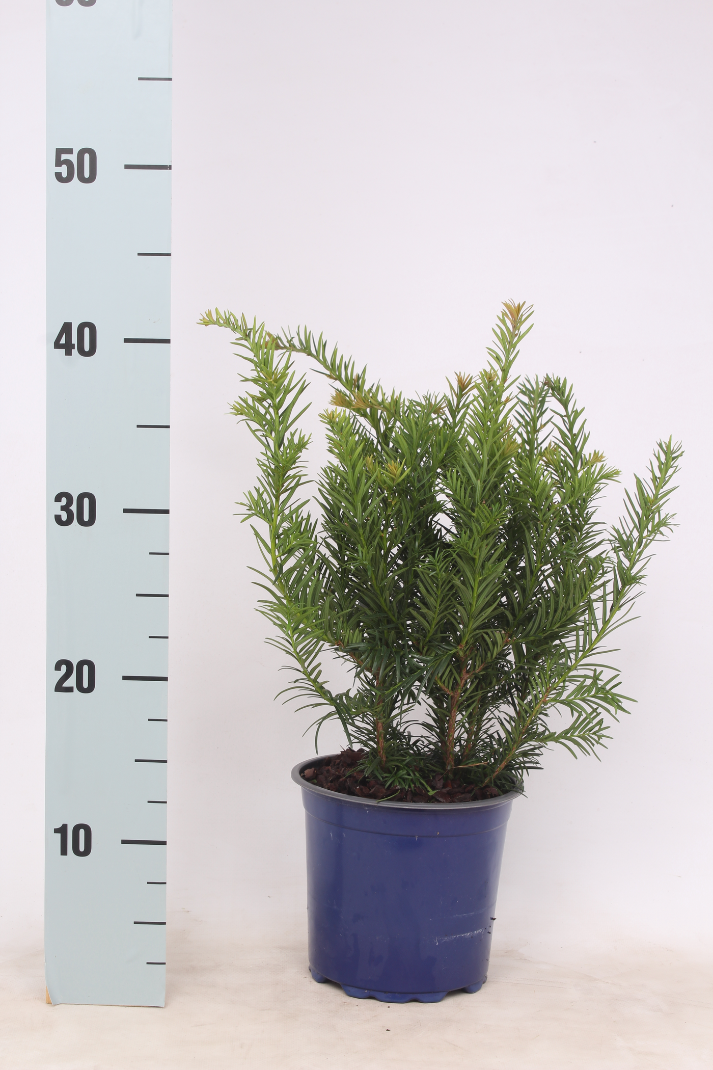 Planta naturala Busch H40cm Taxus baccata 'Repandens' PS15/ in pamant