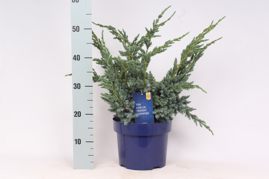 Planta naturala Busch H45cm Juniperus squamata 'Meyeri' PS23/ in pamant