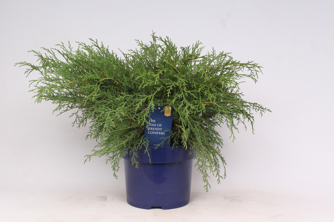 Planta naturala Busch H45cm Microbiota decussata PS23/ in pamant