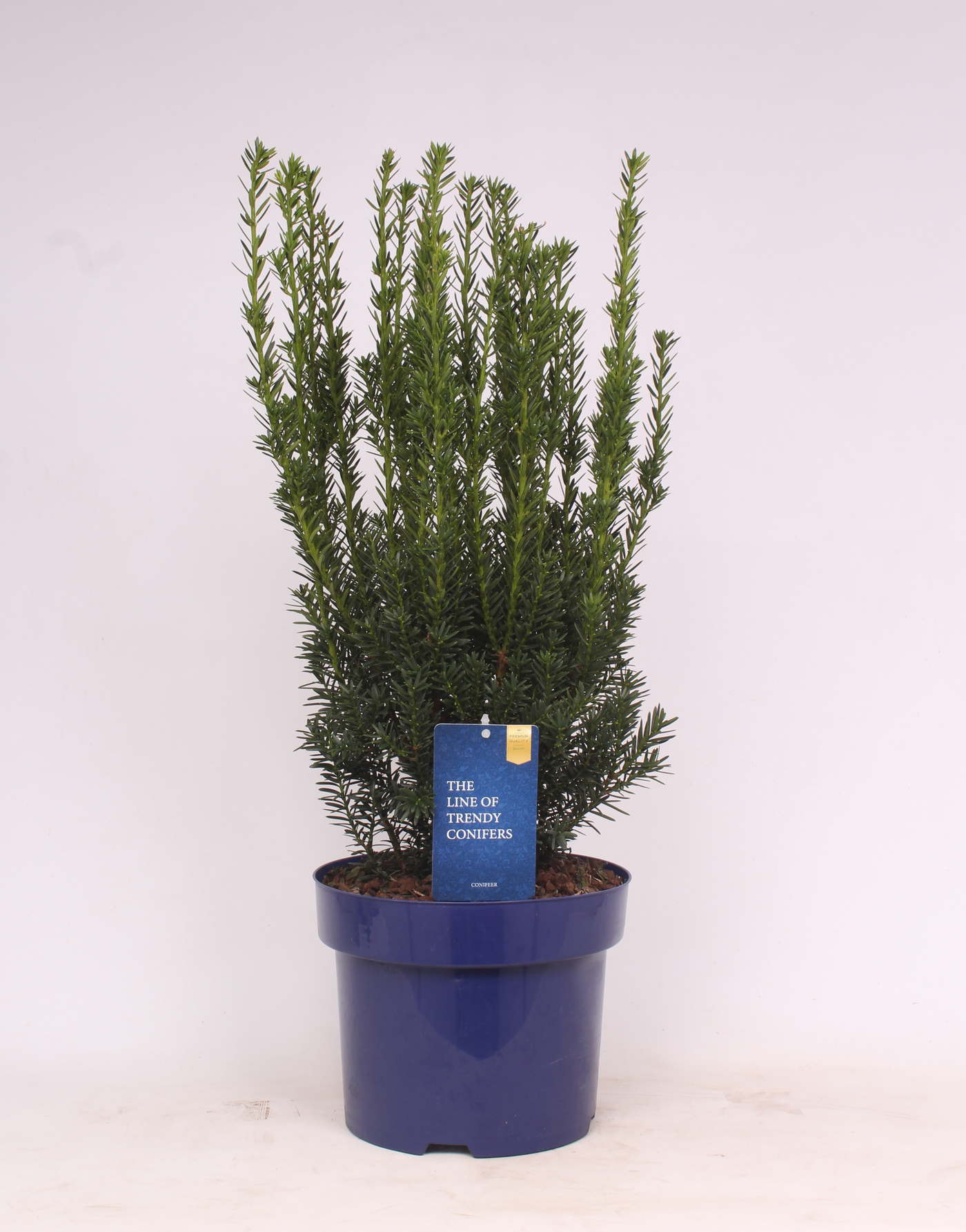 Planta naturala Busch H60cm Taxus x media 'Hillii' PS23/ in pamant