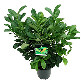 Planta naturala Bush D50xH100-125cm Prunus laurocerasus la balot in pamant