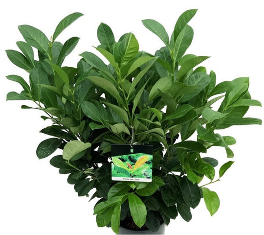 Planta naturala Bush D50xH125-150cm Prunus laurocerasus la balot in pamant