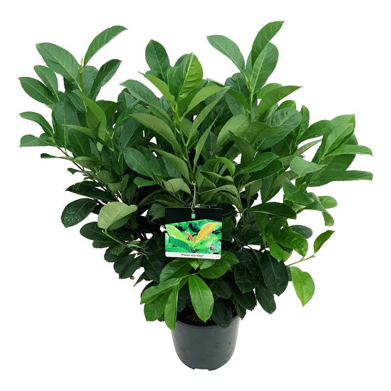 Planta naturala Bush D60xH95cm Prunus laurocerasus Etna PS24/20cm in pamant