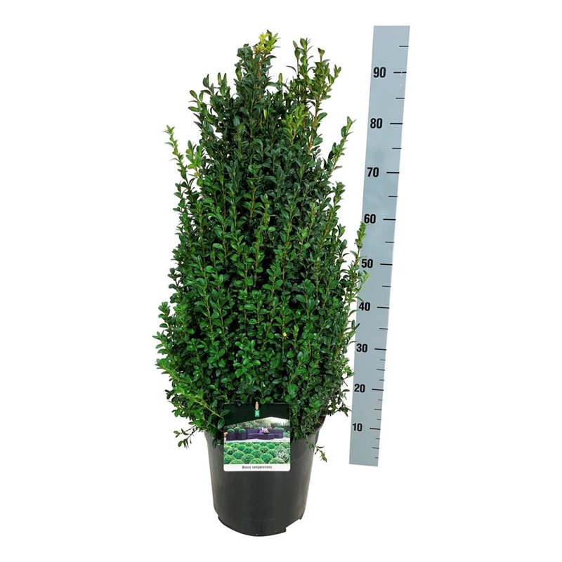 Planta naturala Bush H100cm Buxus sempervirens PS27/ in pamant