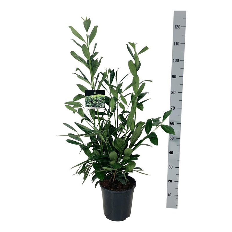 Planta naturala Bush H110cm Prunus laurocerasus 'Caucasica' PS24/ in pamant