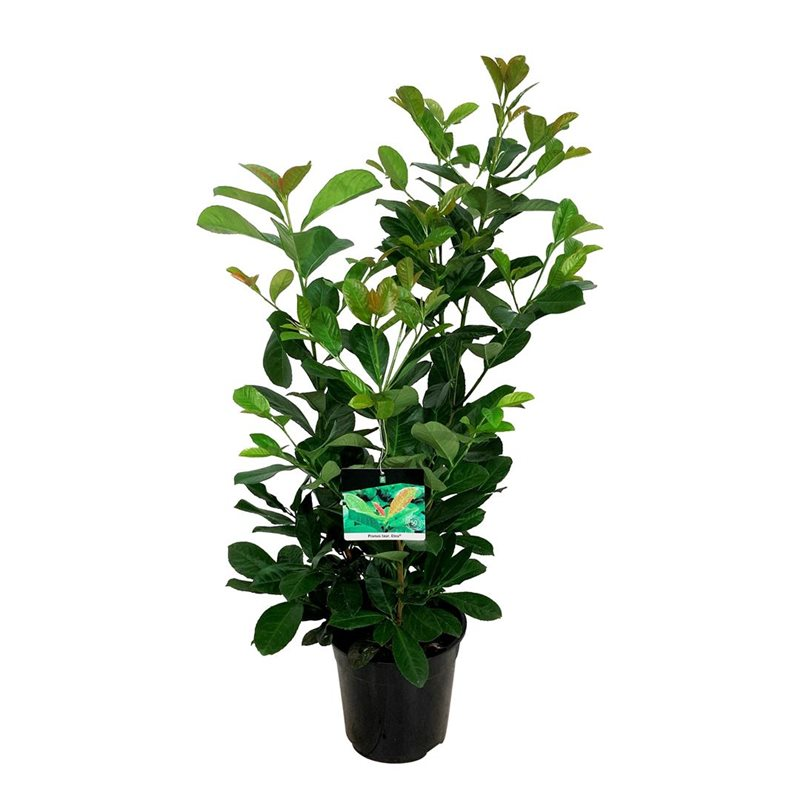 Planta naturala Bush H110cm Prunus laurocerasus Etna PS24/ in pamant