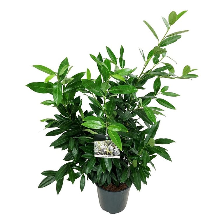 Planta naturala Bush H110cm Prunus laurocerasus 'Herbergii' PS24/ in pamant