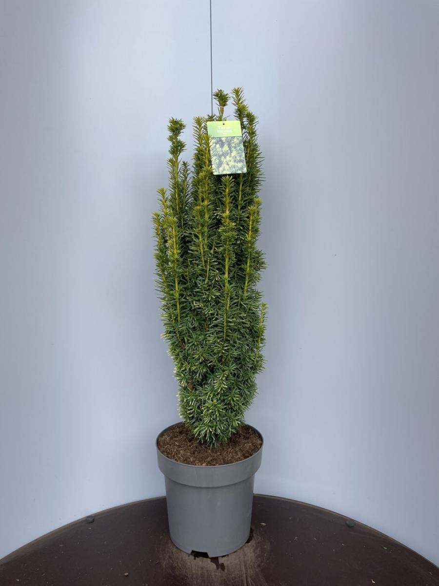 Planta naturala Bush H115cm Taxus baccata 'David' PS32/ in pamant