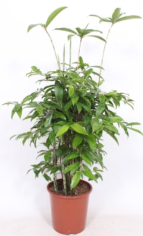 Planta naturala Bush H120cm Dracaena surculosa PS27/ in pamant