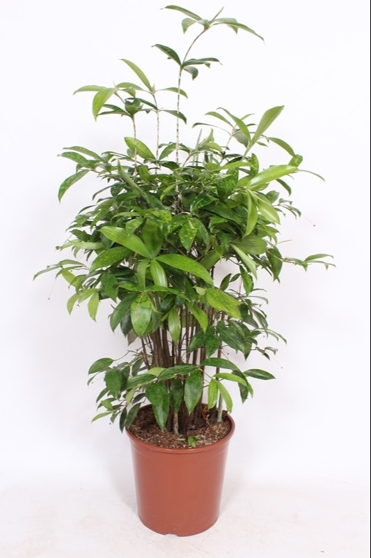 Planta naturala Bush H120cm Dracaena surculosa PS30/ in pamant