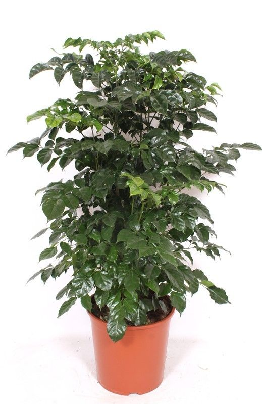 Planta naturala Bush H120cm Radermachera sinica PS30/ in pamant