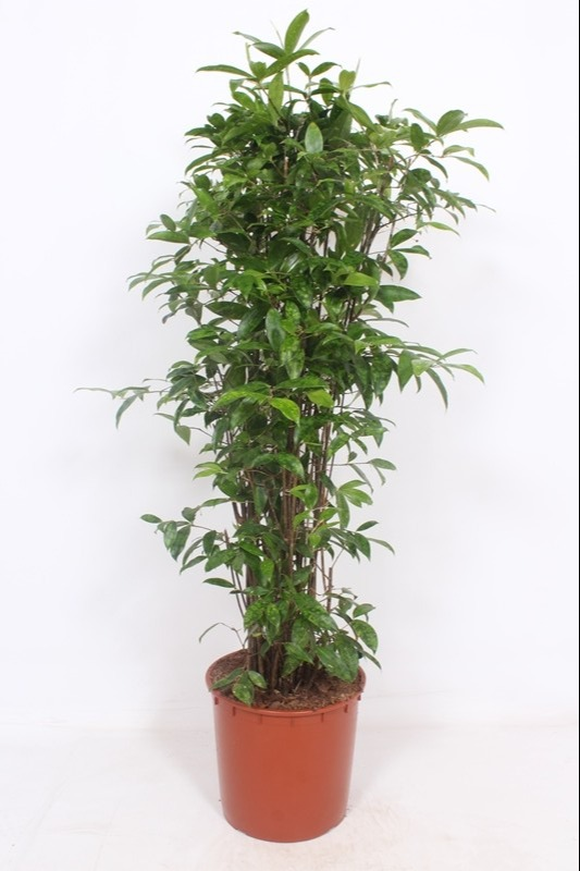 Planta naturala Bush H130cm Dracaena surculosa PS34/ in pamant