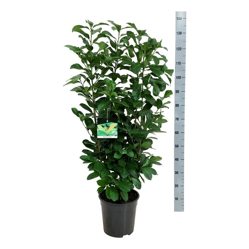 Planta naturala Bush H145cm Prunus laurocerasus Etna PS27/ in pamant