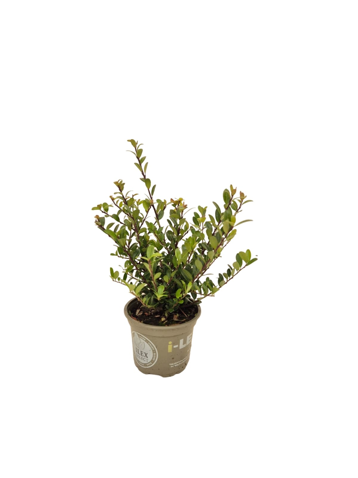 Planta naturala Bush H15cm Ilex crenata Dark Green PS9/ in pamant