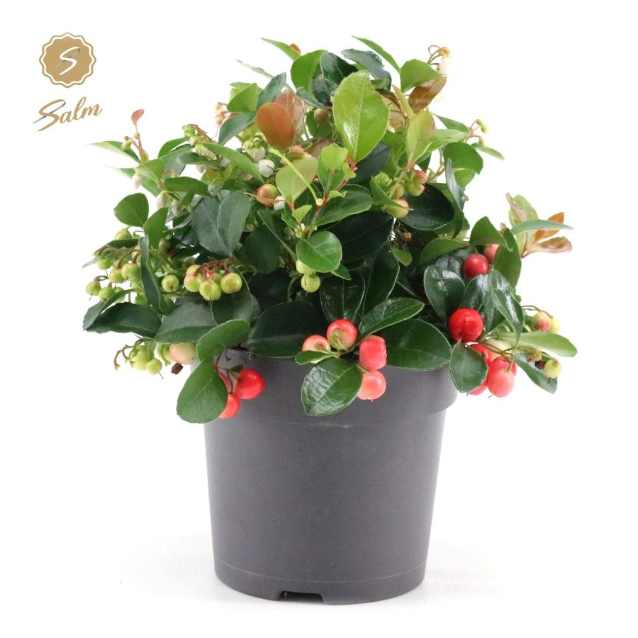 Planta naturala Bush H18cm Gaultheria pr. Big Berry  PS12/ in pamant