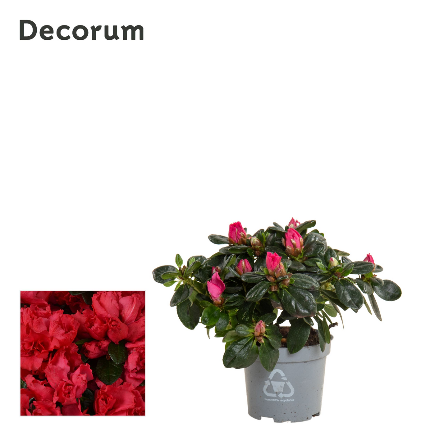 Planta naturala Bush H20cm Azalea Rood PS9/ in pamant